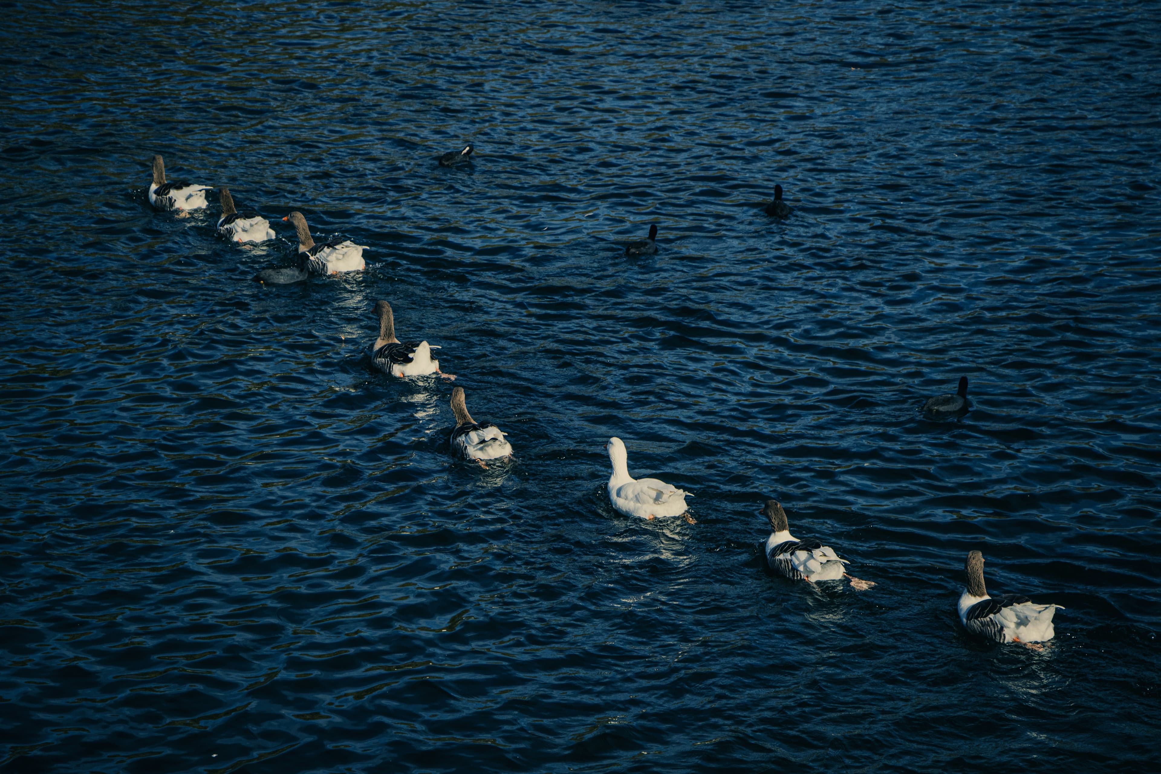 Round-Robin Booking Queue